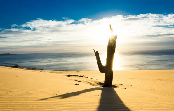 Sand, sea, the sky, blue, tree, shore, stump, shadow