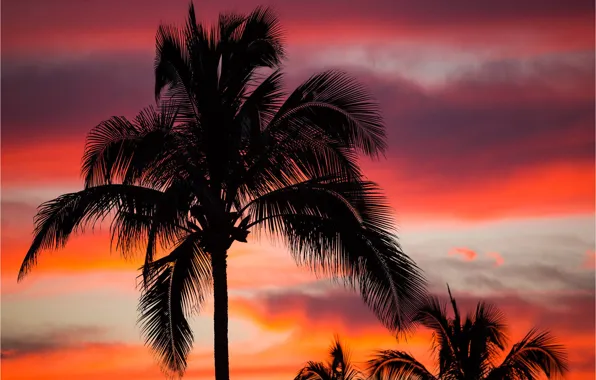 Picture the sky, clouds, night, tropics, palm trees, silhouette, glow
