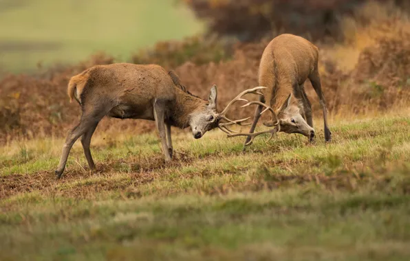 Nature, deer, pair, horns, battle, deer, fight, two