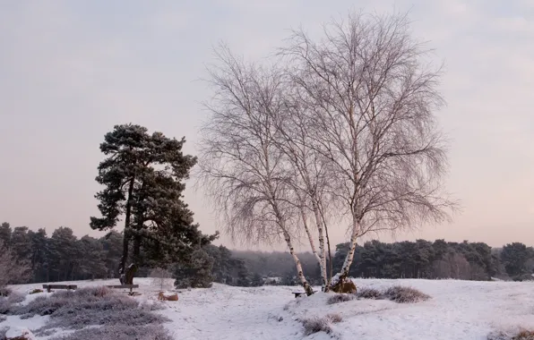 Winter, snow, trees, landscape, nature, birch, benches