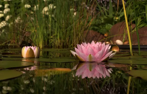 Flowers, nature, lake, petals, Lily, pink, water Lily