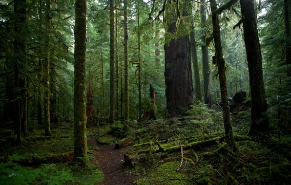 Picture forest, trees, nature, moss, path