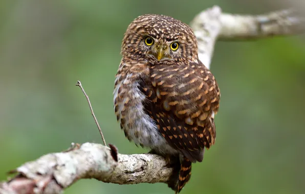 Look, background, tree, owl, bird, branch, motley, owl