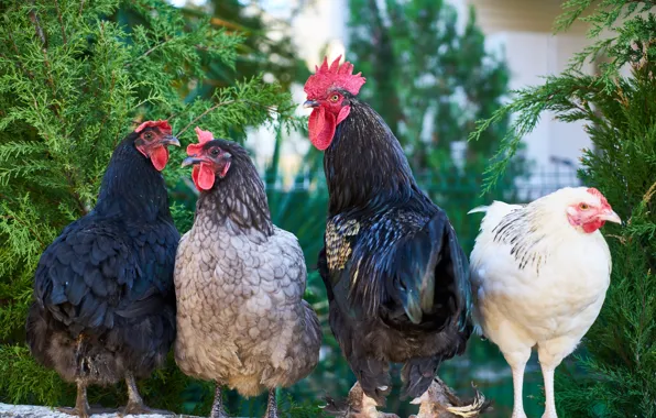 Look, birds, branches, background, black, chicken, brunette, blonde