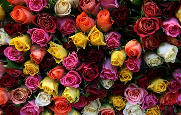 Flower, flowers, roses, bouquet, buds, beautiful, one million roses
