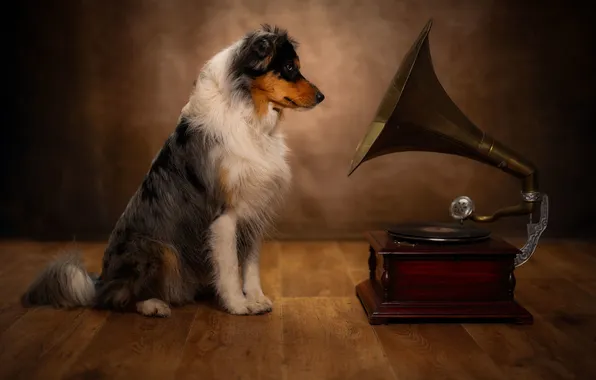 Each, dog, gramophone