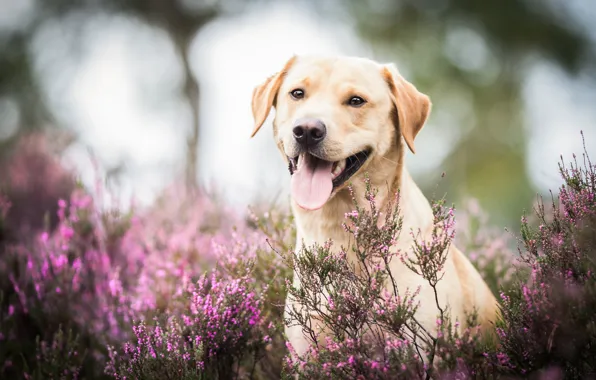 Language, look, face, dog, Heather