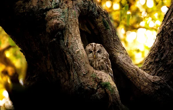 Light, tree, owl, bird, trunk, bokeh, Peeps, the hollow