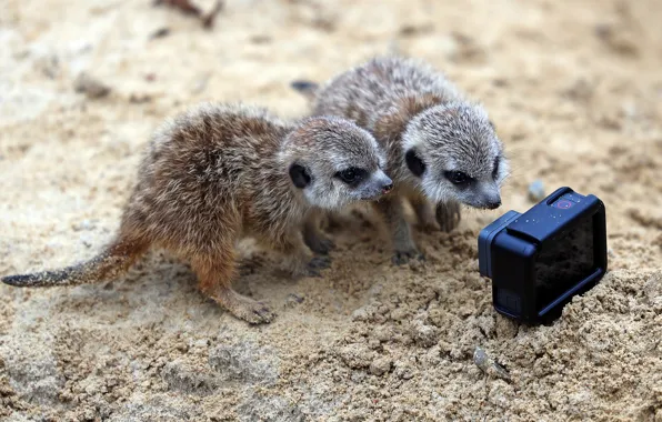 Look, pose, meerkats, the camera, kids, a couple, two, curiosity