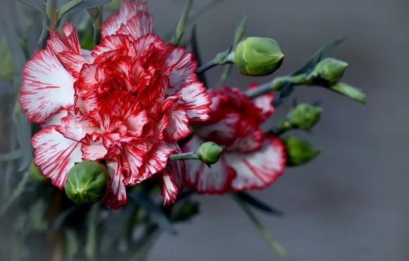 Flowers, background, clove