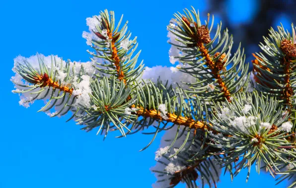 Forest, winter, snow, spruce, twig
