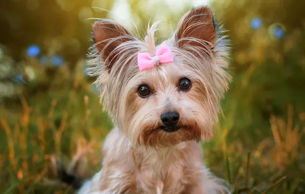 Summer, grass, look, nature, portrait, dog, face, bow