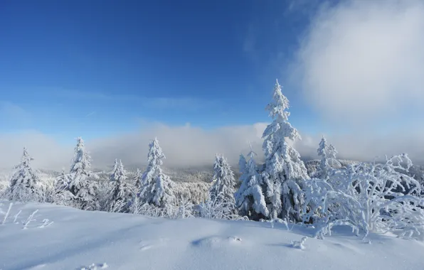 Clouds, Winter, Trees, Snow, Forest, Frost, Clouds, Winter