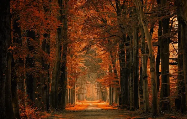Picture autumn, forest, picture, painting, painting