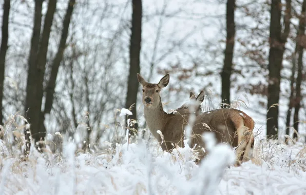 Winter, frost, forest, snow, trees, spikelets, pair, walk