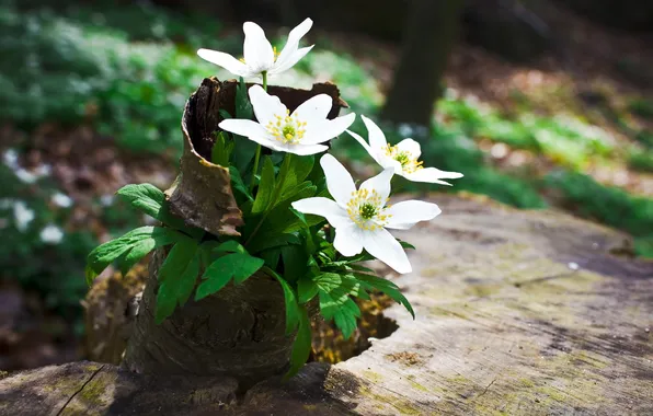 Macro, Flowers, Photo, Trees, Park, Stump, Square, Bark