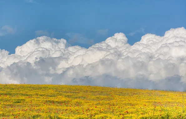 Field, clouds, landscape, flowers, clouds, Maki