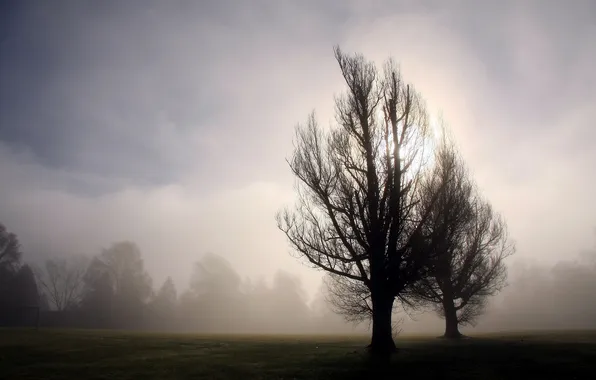 Trees, landscape, fog, morning