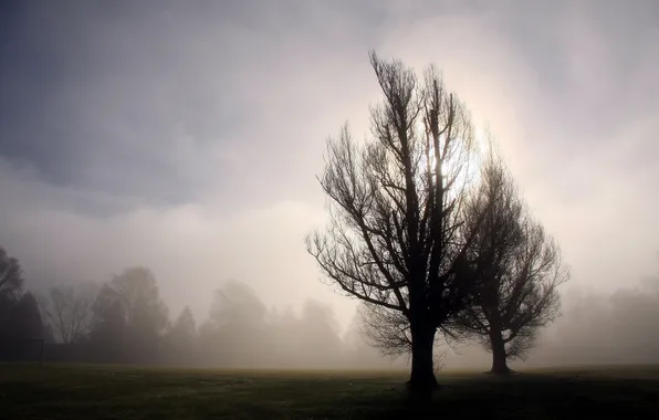 Picture trees, landscape, fog, morning