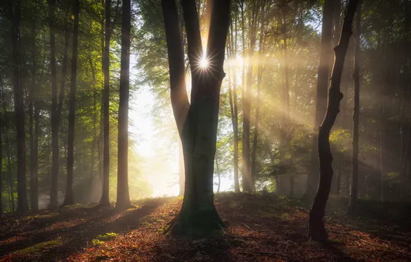 Forest, trees, Germany, Bayern, the sun's rays
