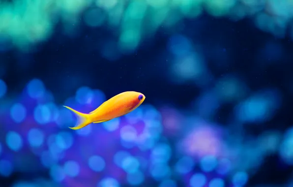 Blue, orange, fish