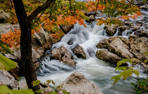 Picture autumn, trees, branches, river, stones, Kent, thresholds, Kent