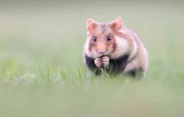 Grass, hamster, blur, face, rodent, snack