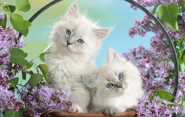 Picture flowers, Kittens, small, fluffy, white