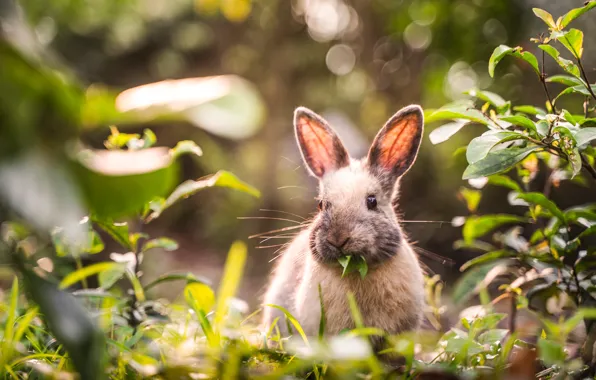 Leaves, rabbit, ears