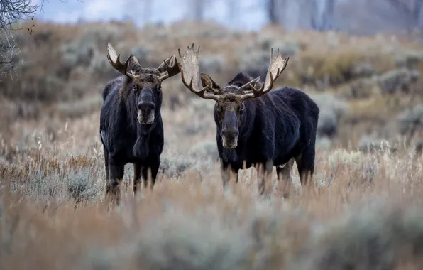 Nature, muzzle, moose, two elk