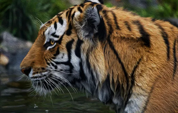 Face, background, Tiger