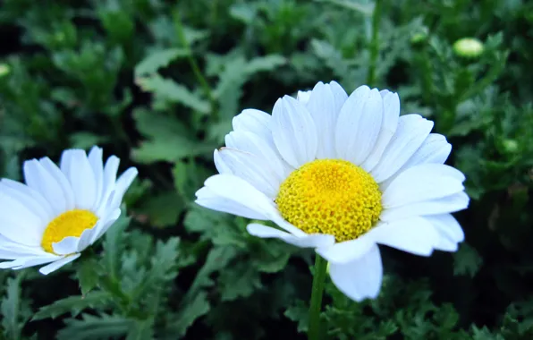 Flower, summer, chamomile, suns