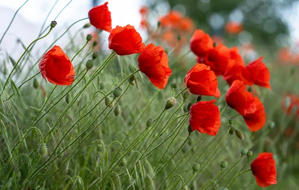 Summer, flowers, Maki, red, blue, cornflowers, poppy field