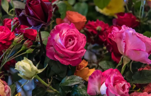 Macro, flowers, bright, roses, bouquet, red, pink, different
