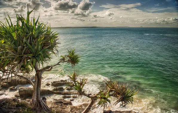 Picture sea, beach, palm trees, Australia
