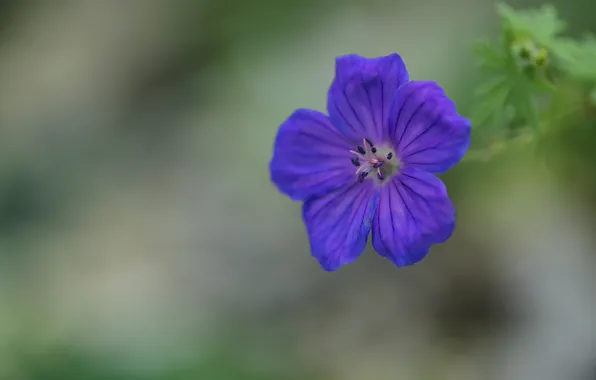Greens, macro, flowers, blue, one, focus