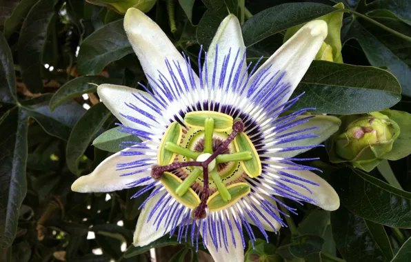 Flower, wild, bizarre plants