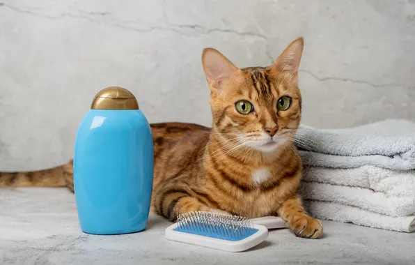 Cat, cat, look, pose, face, striped, towels, cosmetics