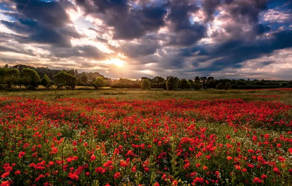Field, clouds, trees, flowers, nature, Maki, red