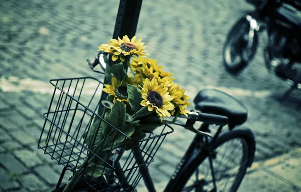 Picture leaves, flowers, blue, yellow, bike, background, widescreen, Wallpaper
