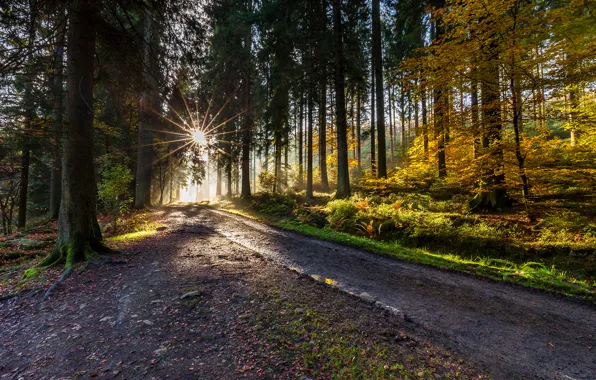 Picture road, autumn, forest, trees, the rays of the sun
