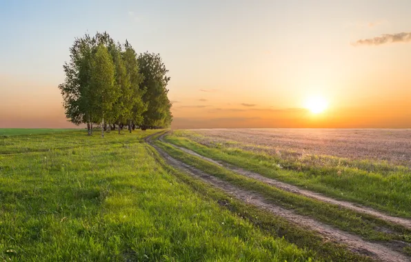 Field, trees, sunset