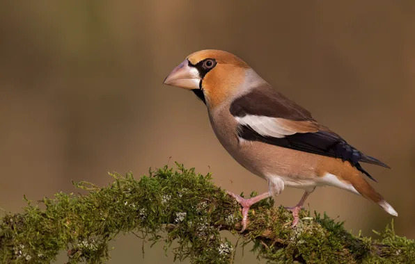 Background, bird, moss, branch, Grosbeak