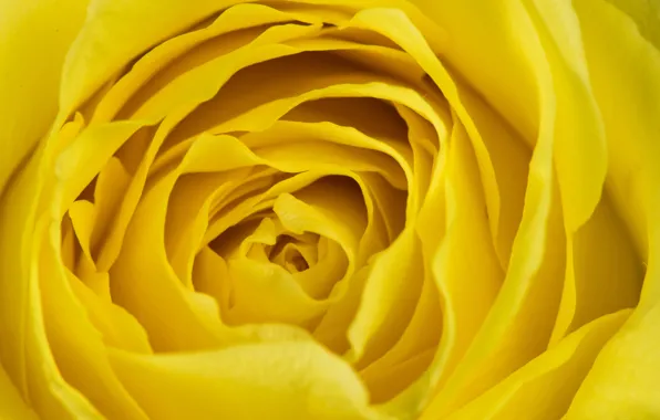 Wallpaper macro, petals, background, roses