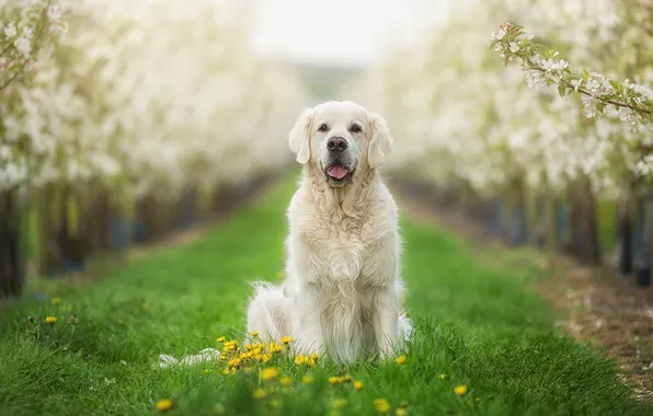 Grass, look, trees, flowers, nature, pose, lawn, glade