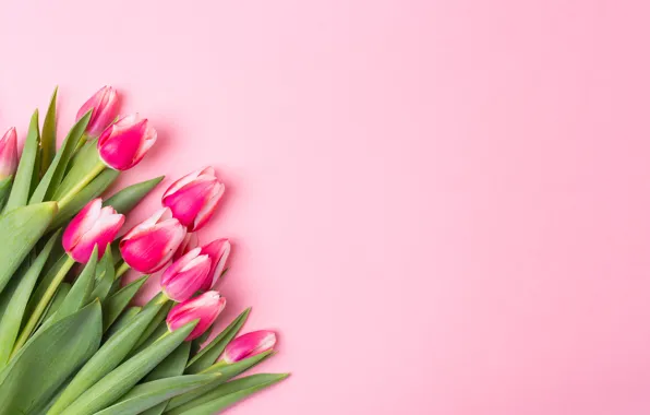 Picture flowers, spring, tulips, buds