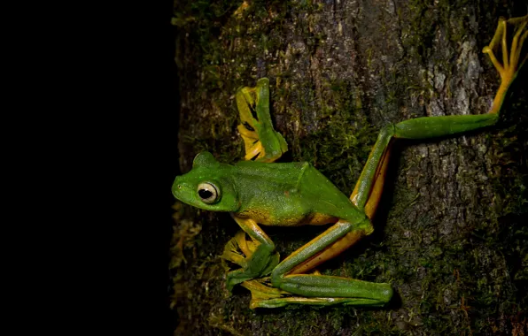 Animals, eyes, macro, pose, tree, frog, legs, bark