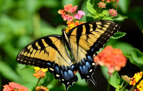 Flowers, macro, butterfly, wings, beautiful, butterfly on a flower, close-up