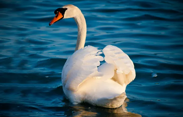 Wave, white, water, grace, Swan