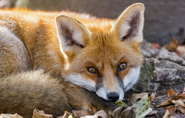 Picture face, leaves, Fox, red, fox, Fox